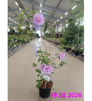 Hibiscus syr. 'Blue Chiffon'® C 2,5 L